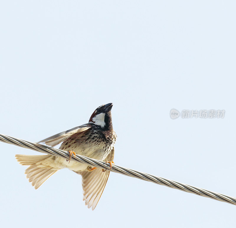 西班牙麻雀(paser hispaniolensis)在钢丝上展示雄性